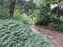 Rhododendren  (3)
